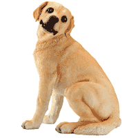 Golden Labrador 30423 from WSO